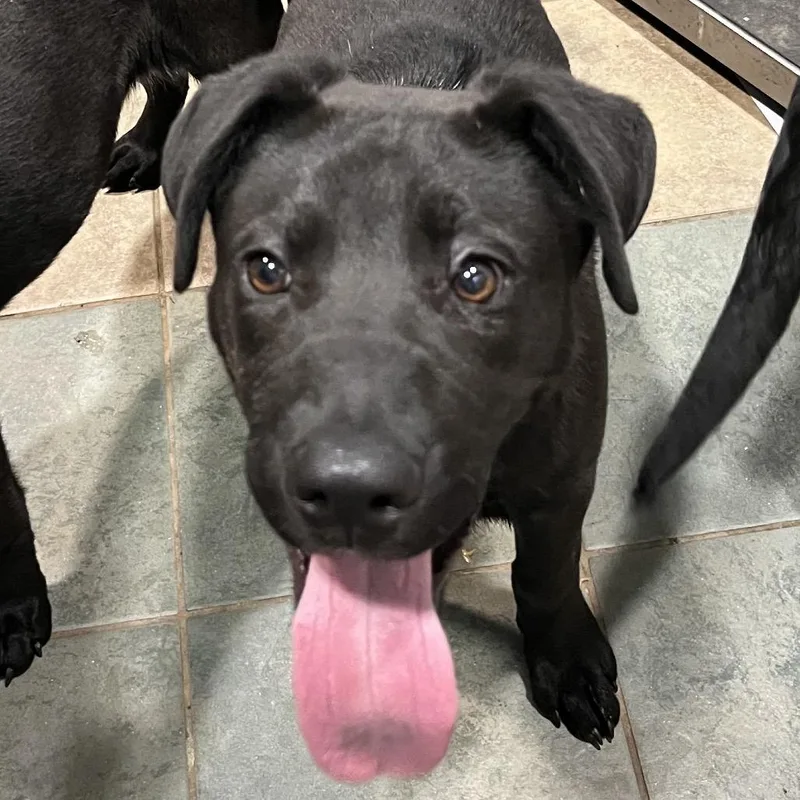 A young medium-sized male Black Mixed Breed dog named Ghost Energy for adoption in Chattanooga, TN
