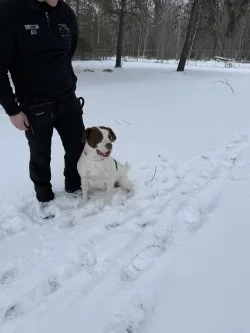 An adult large-sized unknown Brown/White Mixed Breed dog named Cash for adoption in Standish, MI