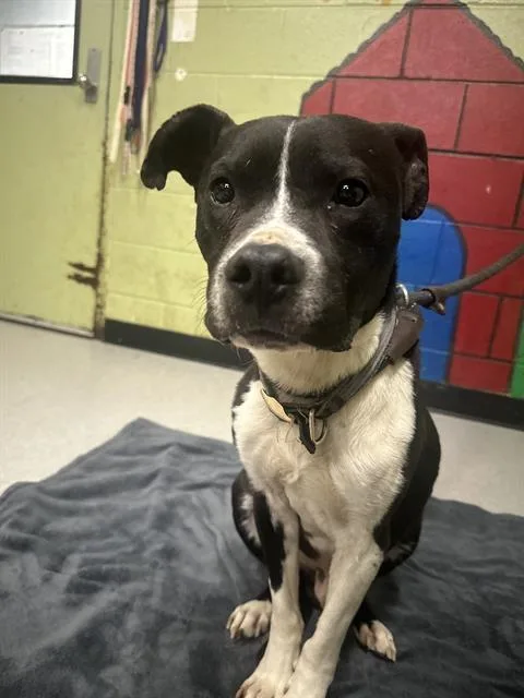 An adult medium-sized male Pit Bull Terrier dog named Persival for adoption in Indianapolis, IN