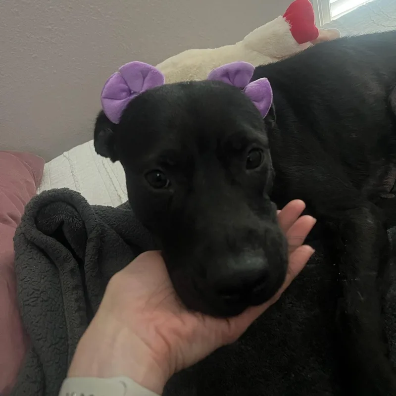Carmen thumbnail 3