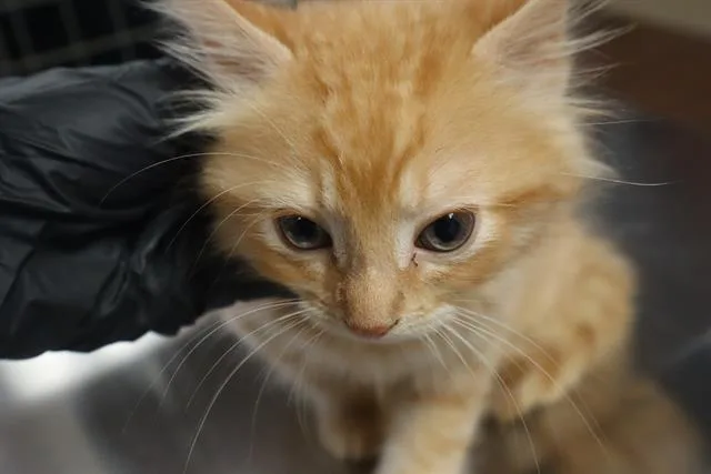 A baby medium-sized male Domestic Short Hair cat named Lark for adoption in Columbia, SC
