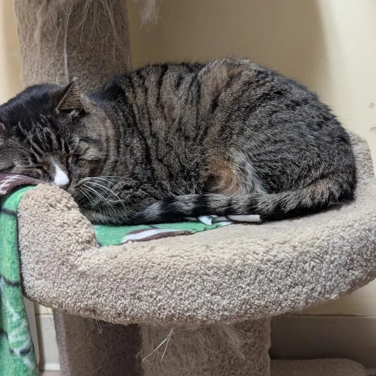 An adult medium-sized male Domestic Short Hair cat named Norman for adoption in Thayne, WY