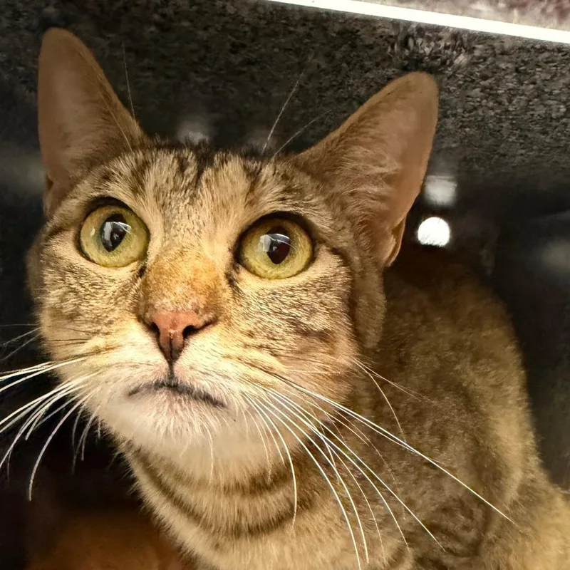 A young medium-sized female Torbie Domestic Short Hair cat named Molly for adoption in Birmingham, AL