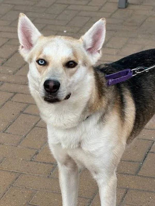 An adult large-sized male German Shepherd Dog dog named Jacob for adoption in Austin, TX