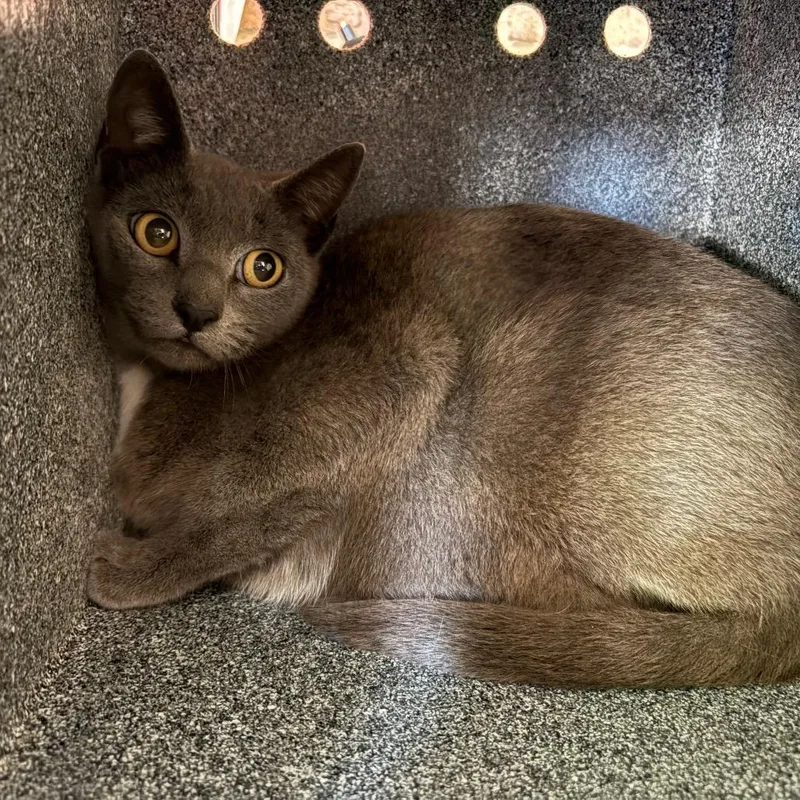 An adult medium-sized female Gray / Blue / Silver Domestic Short Hair cat named Toshiba for adoption in Birmingham, AL