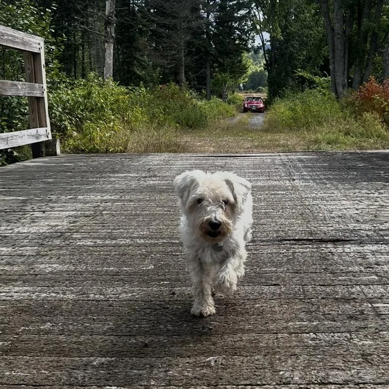 A senior small-sized female White / Cream Miniature Schnauzer dog named Penny for adoption in Dover, NH