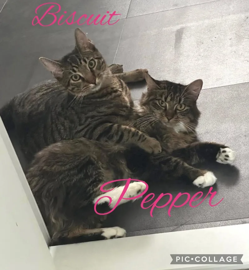 Pepper & Biscuit
