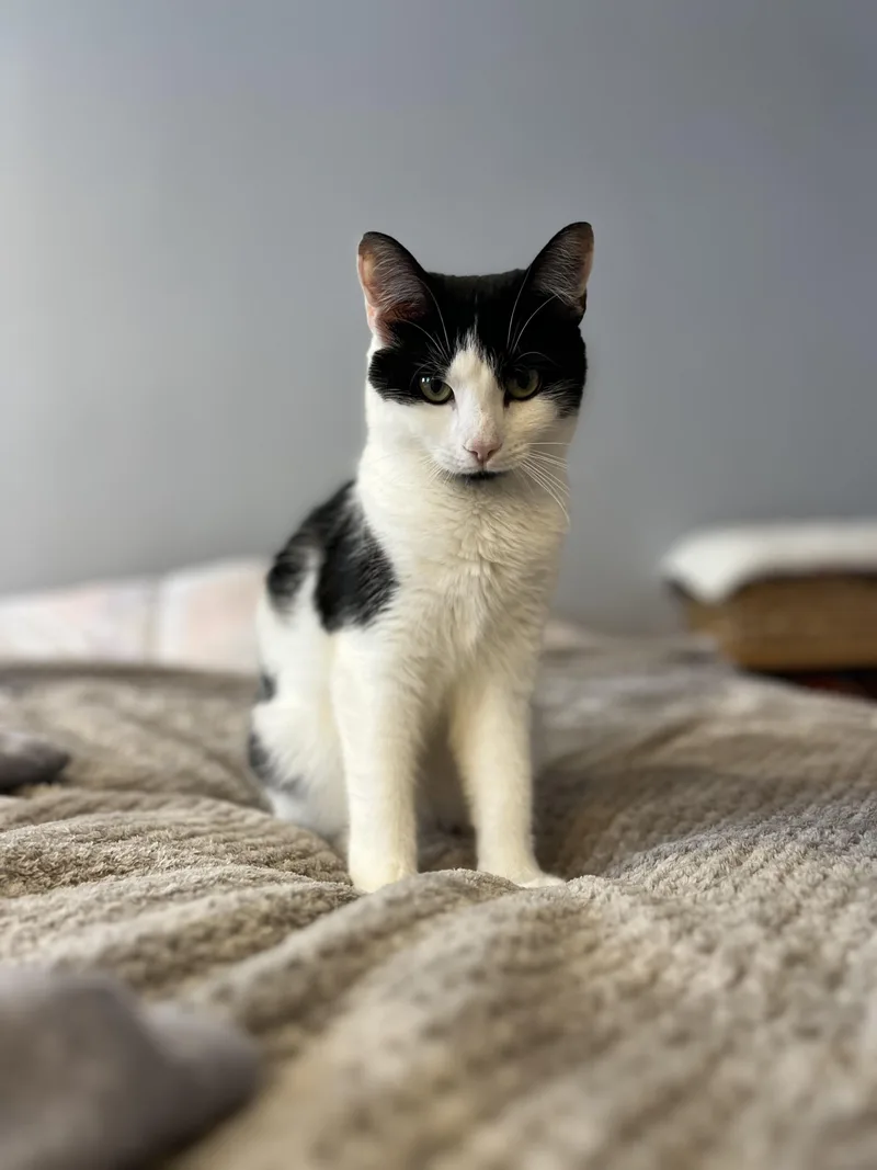 Cover Girl thumbnail 2