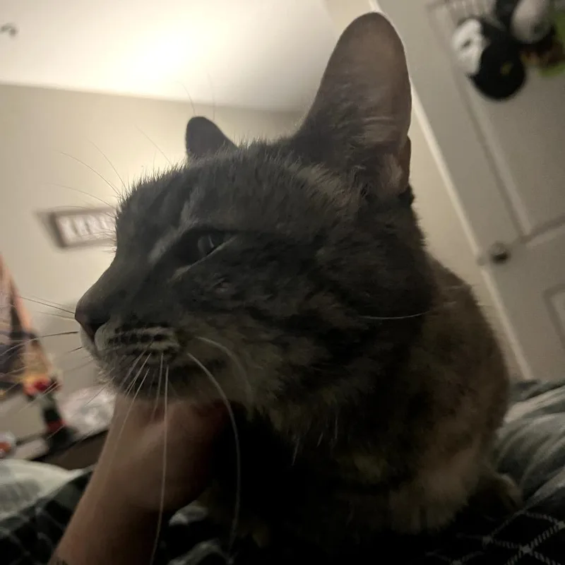 Taizy Mae thumbnail 3