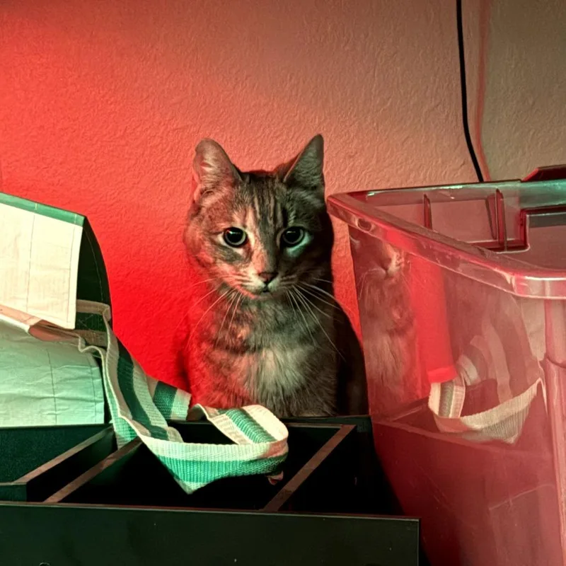 Taizy Mae thumbnail 4