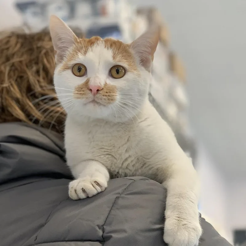 Peanut Brittle thumbnail 2