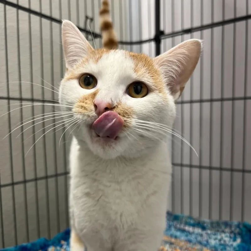 Peanut Brittle thumbnail 3