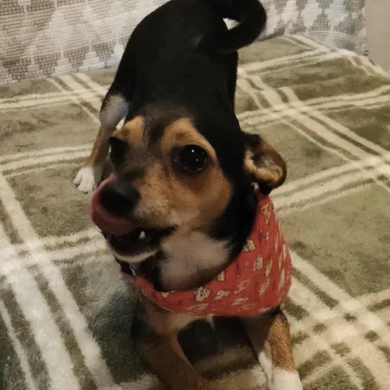 Baby Yoda thumbnail 2