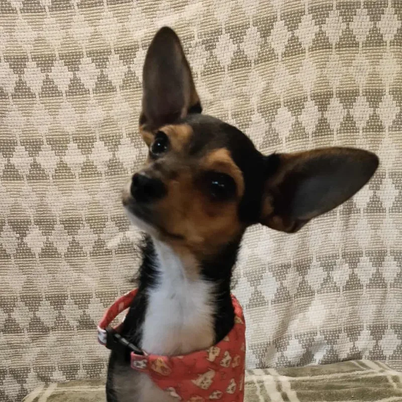 Baby Yoda thumbnail 3