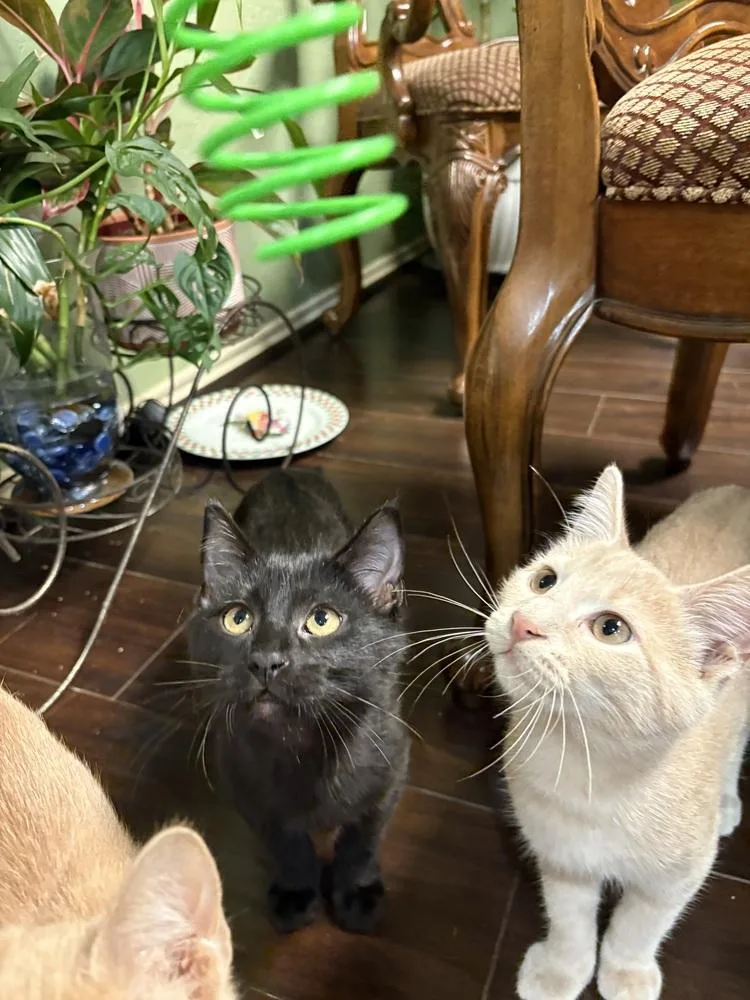 Toothless thumbnail 2