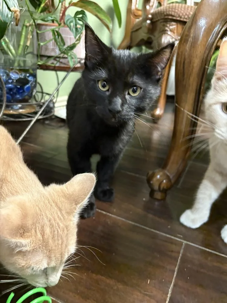 Toothless thumbnail 3