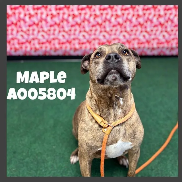 An adult large-sized female Pit Bull Terrier dog named Maple for adoption in Ontario, CA