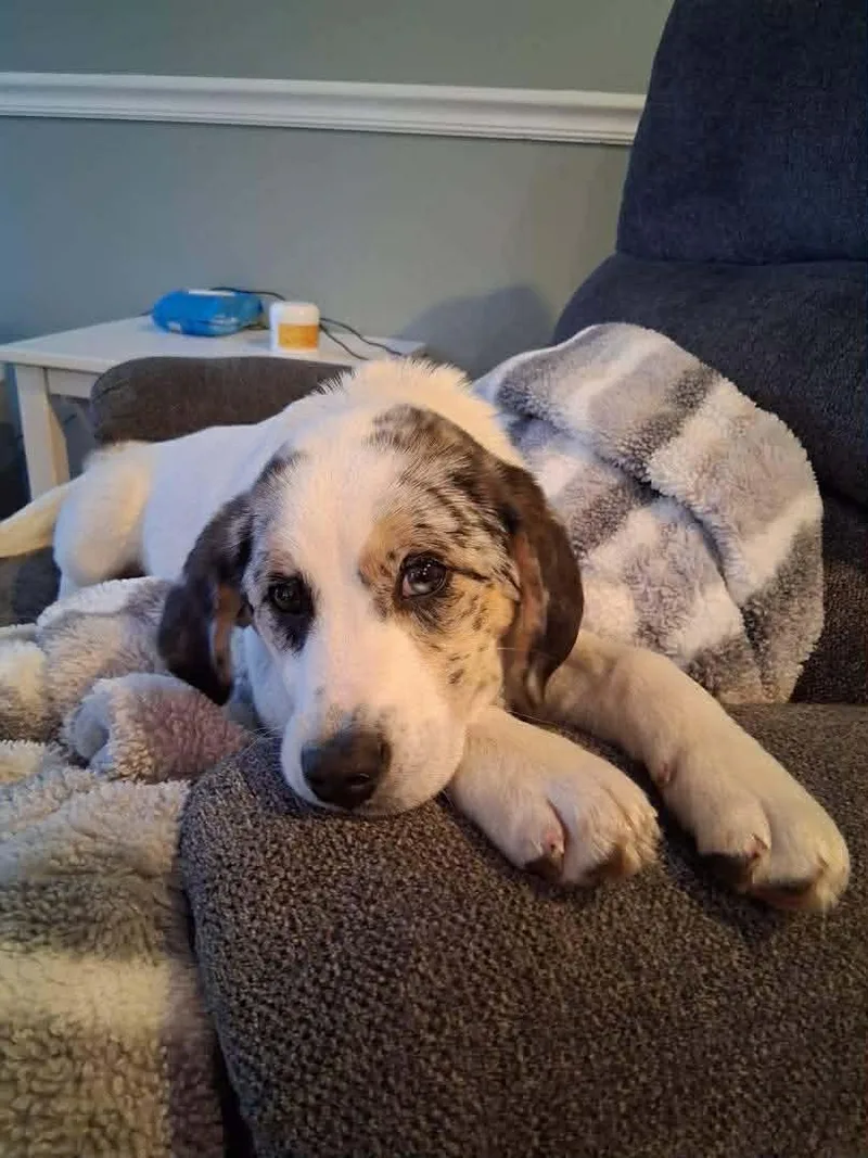 Primrose thumbnail 3