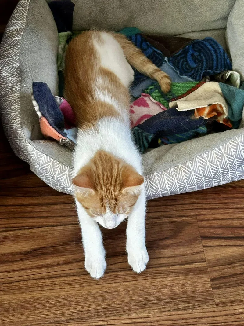 Persimmon thumbnail 2