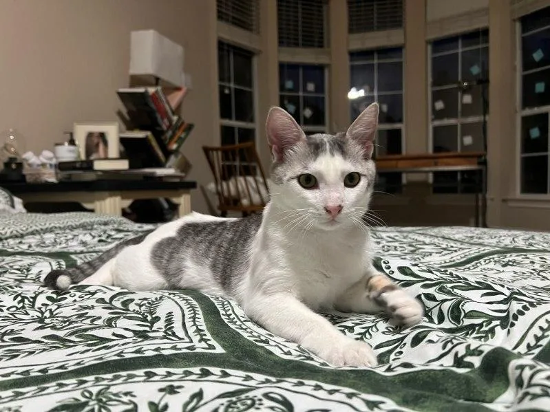 Vladimir Pussin thumbnail 2