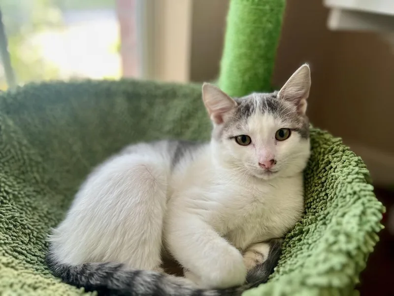 Vladimir Pussin thumbnail 3