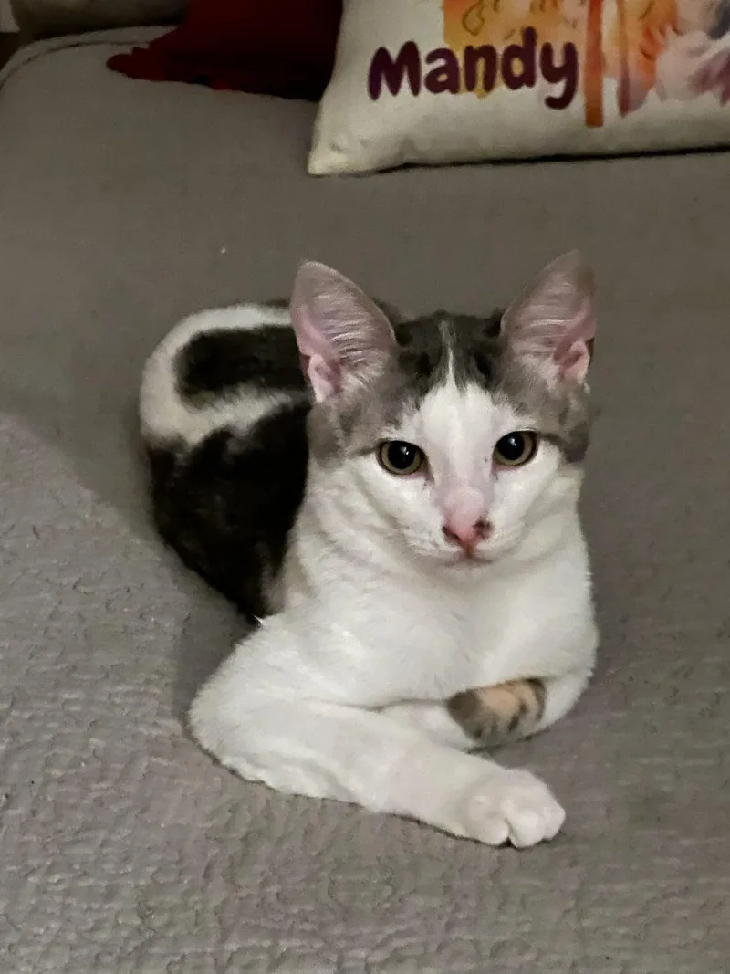 Vladimir Pussin thumbnail 4