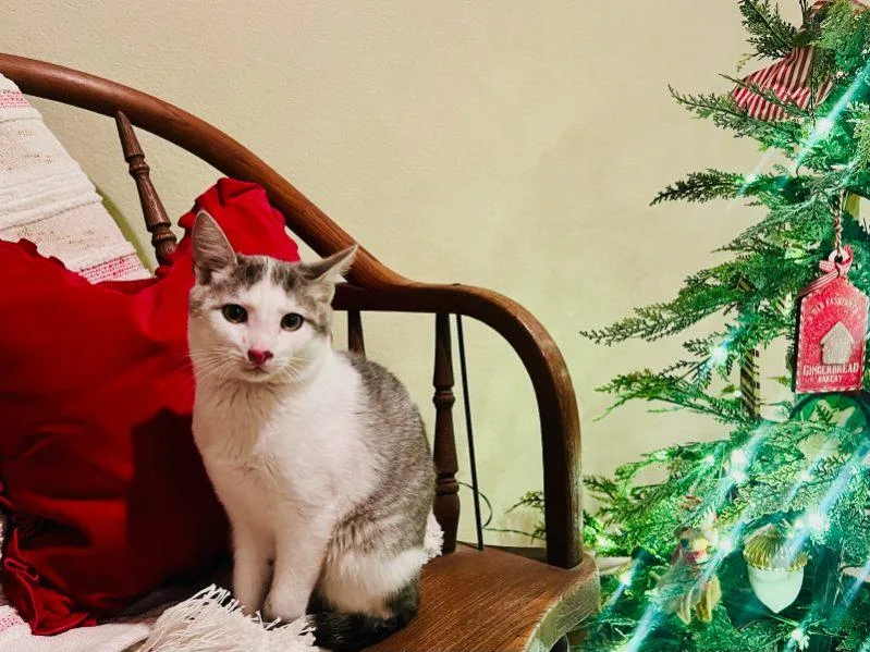 Vladimir Pussin thumbnail 5