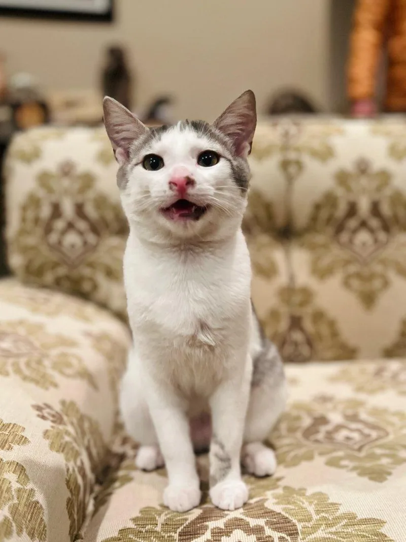 Vladimir Pussin thumbnail 6