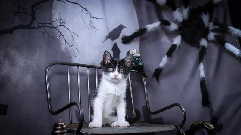 Madam Mim thumbnail 2