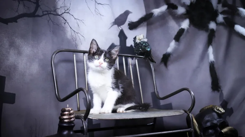 Madam Mim thumbnail 3