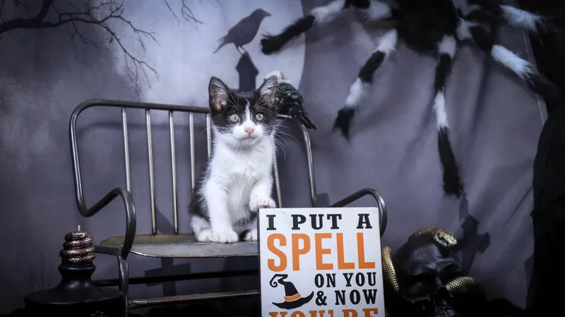 Madam Mim thumbnail 5