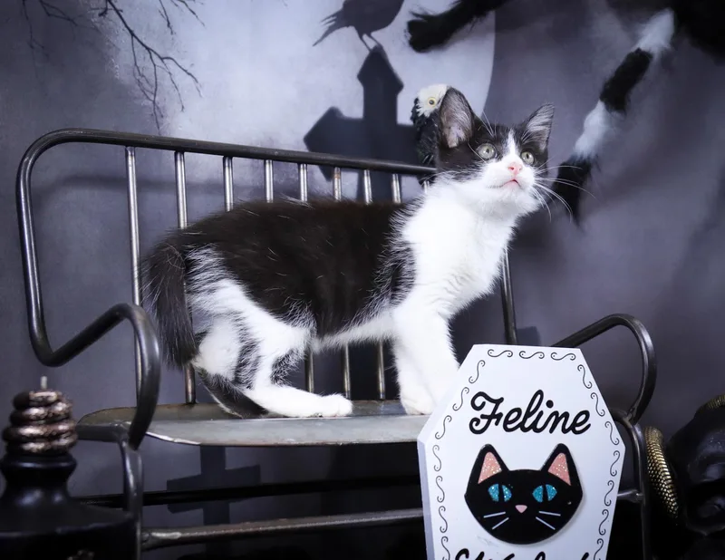 Madam Mim thumbnail 6