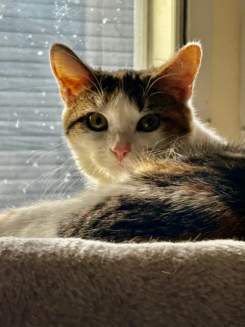 Marigold thumbnail 2