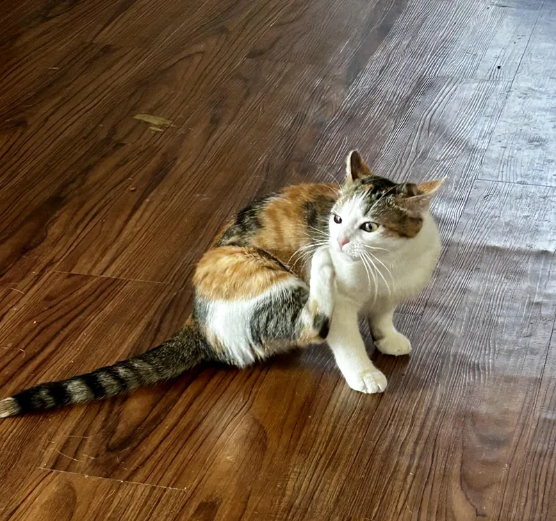 Marigold thumbnail 3