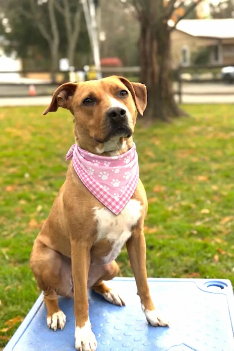 Clover Very Smart Went