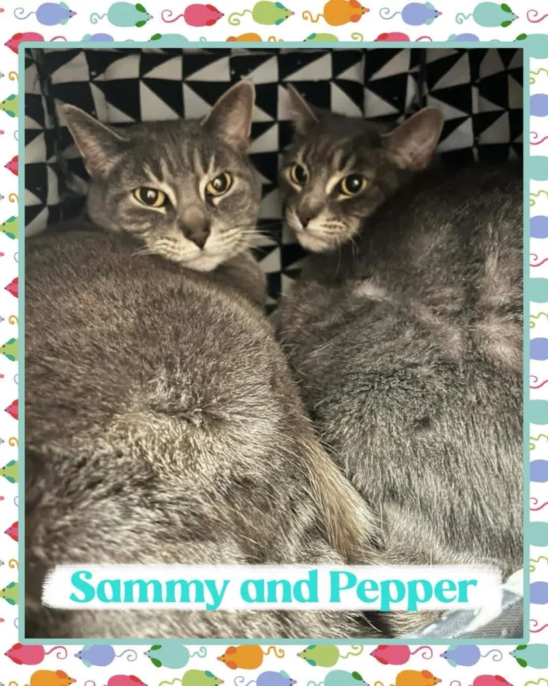 Sammy And Pepper