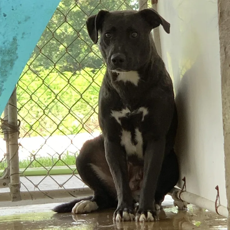 Tater Tot thumbnail 2