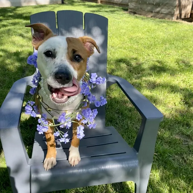 An adult medium-sized female Pit Bull Terrier dog named Adelaide for adoption in Zionsville, IN