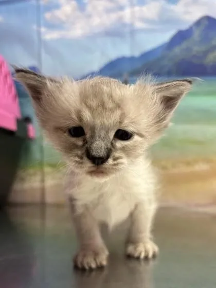 Cinnamon Bread thumbnail 2