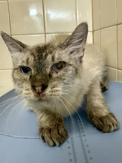 Cinnamon Bread thumbnail 3