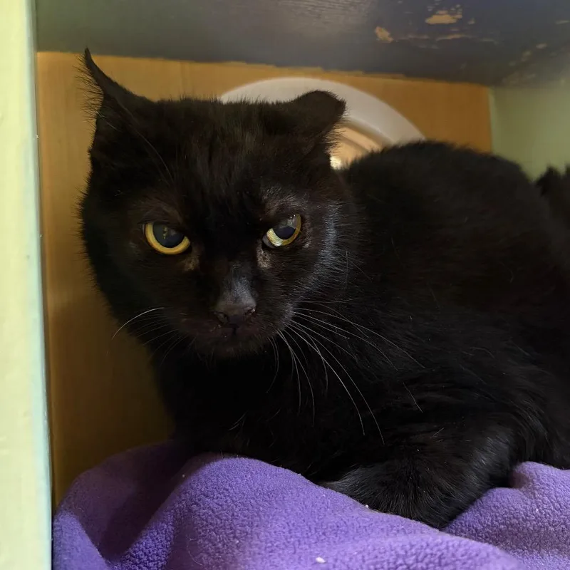 A senior medium-sized female Black Domestic Short Hair cat named Olive for adoption in Pittsburgh, PA