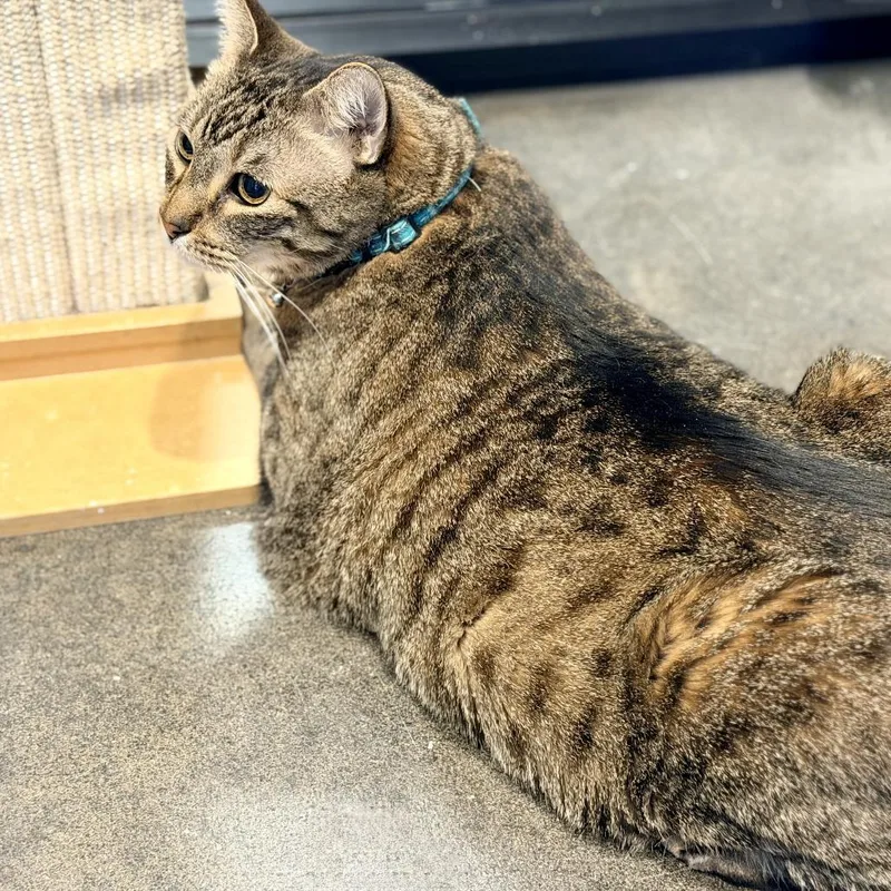 Cali Micah thumbnail 4