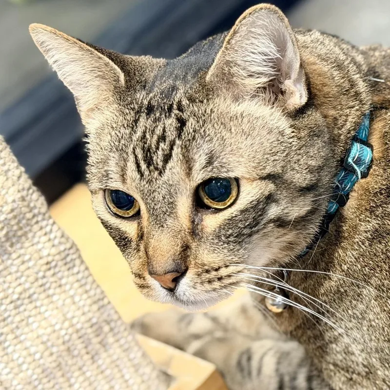 Cali Micah thumbnail 5