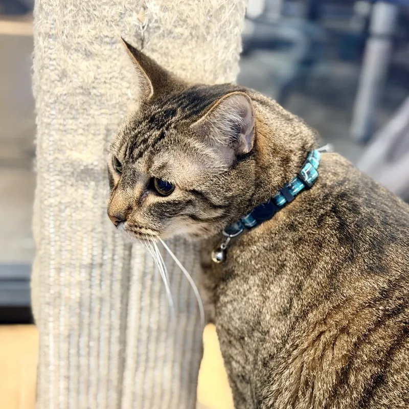 Cali Micah thumbnail 6