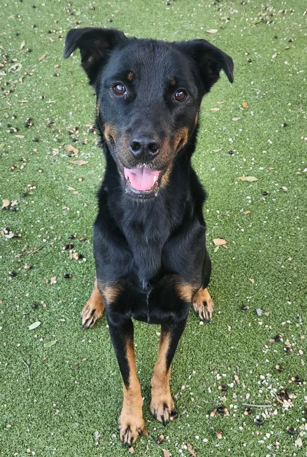 Twilight thumbnail 4