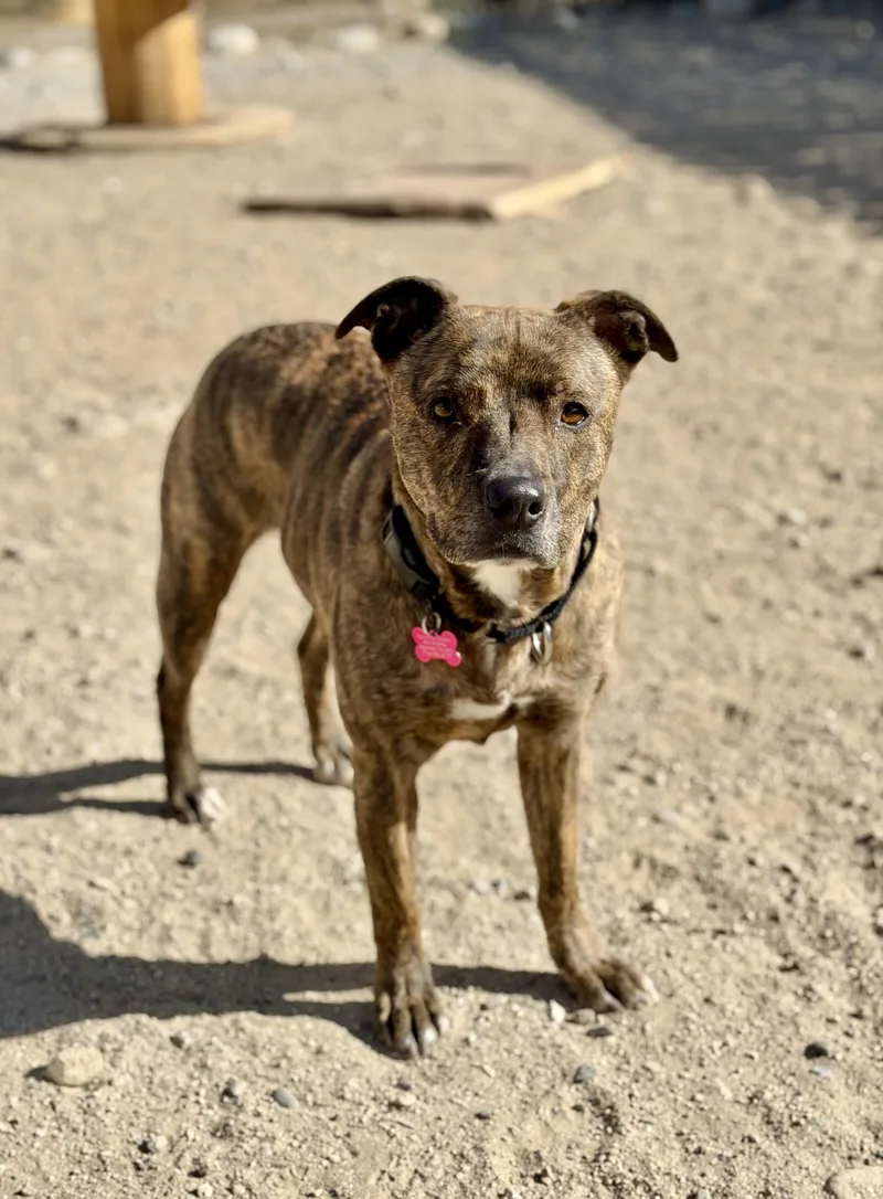 An adult medium-sized female Brindle Mountain Cur dog named Zazu for adoption in Buena Vista, CO