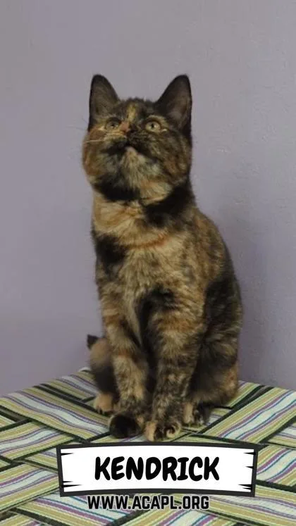 Kendrick thumbnail 2