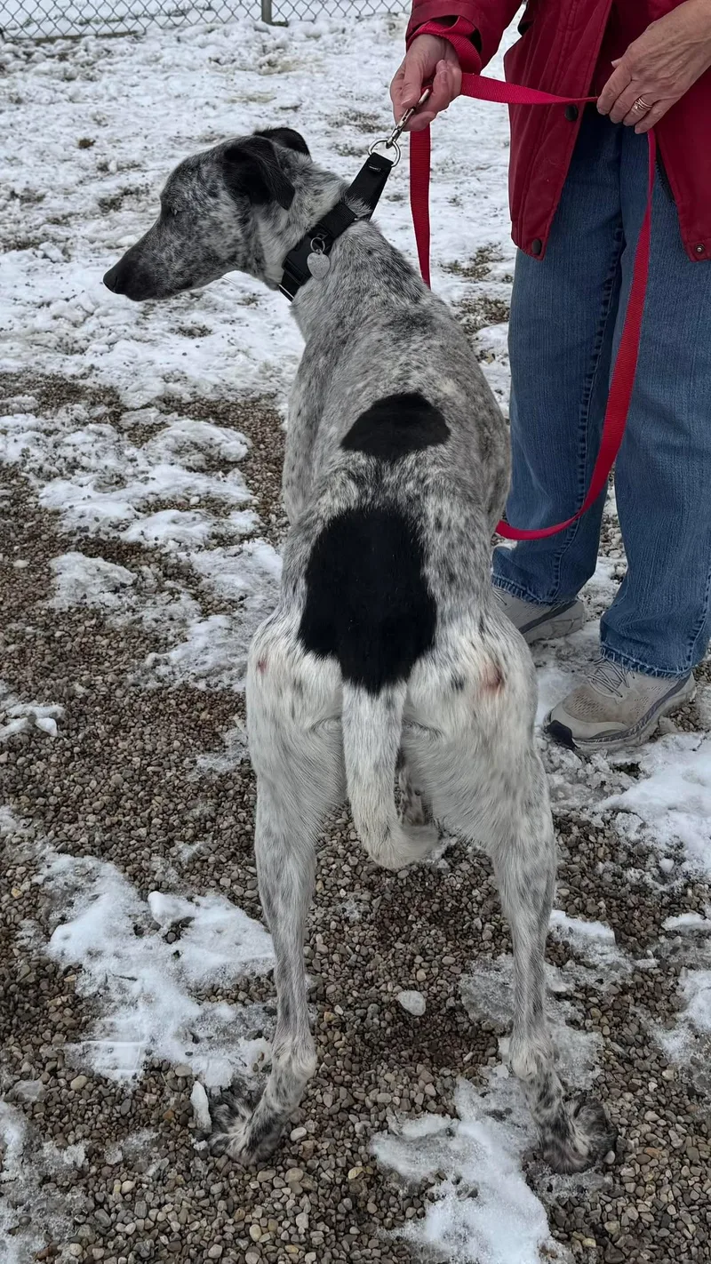 Marshall thumbnail 2