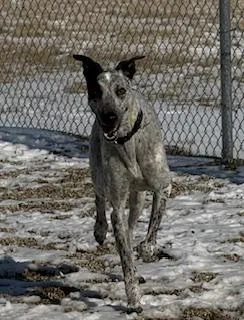 Marshall thumbnail 4