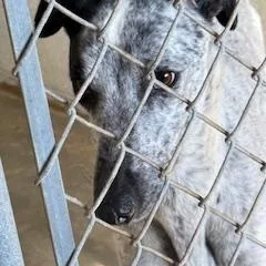 Marshall thumbnail 5